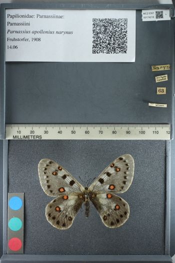 Media type: image;   Entomology 174218